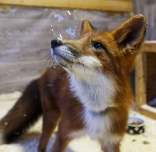 🦊 Стикер «Fox» для Telegram