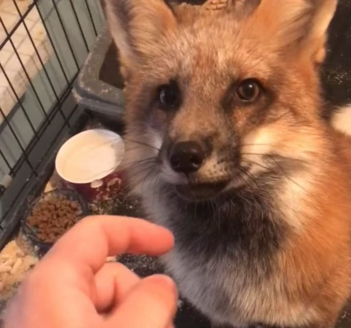 🦊 Стикер «Fox» для Telegram