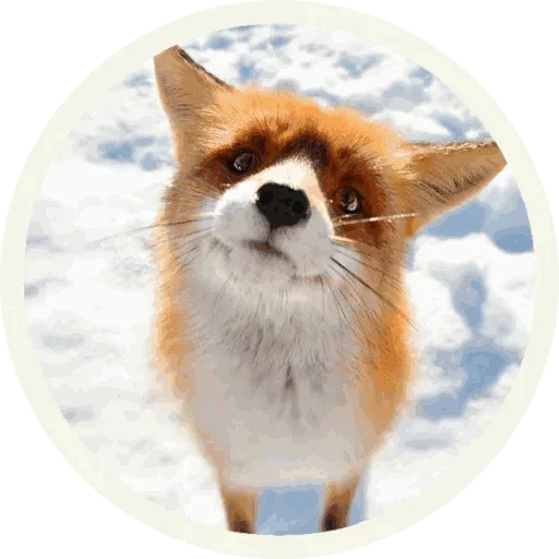 😚 Стикер «Foxx for Telegram» для Telegram