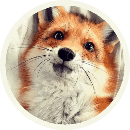🤪 Стикер «Foxx for Telegram» для Telegram