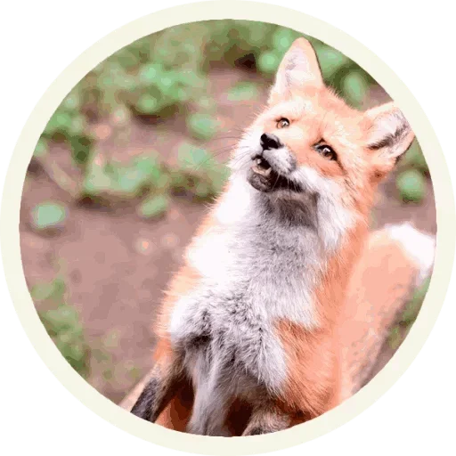 😚 Стикер «Foxx for Telegram» для Telegram