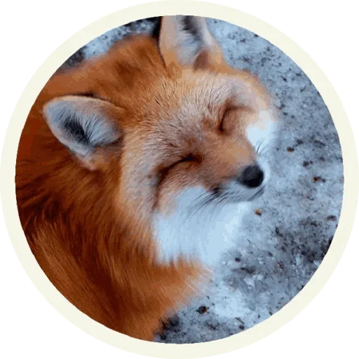 🤪 Стикер «Foxx for Telegram» для Telegram