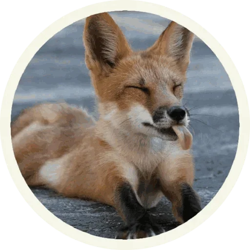 Стикерпак Foxx for Telegram для Telegram