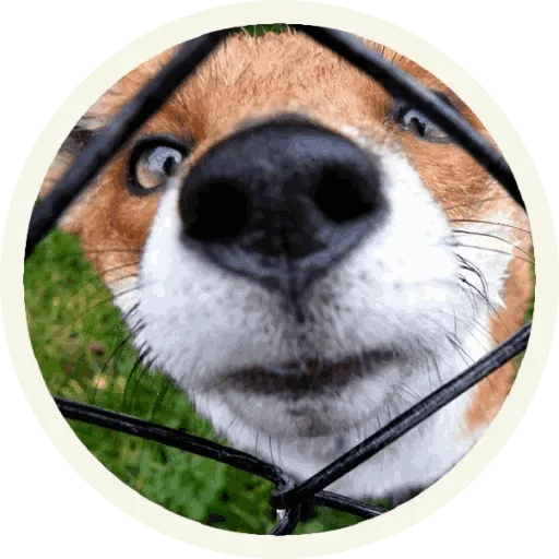 😙 Стикер «Foxx for Telegram» для Telegram