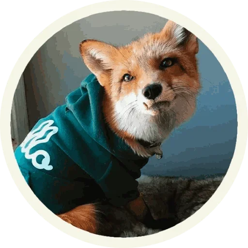 😙 Стикер «Foxx for Telegram» для Telegram