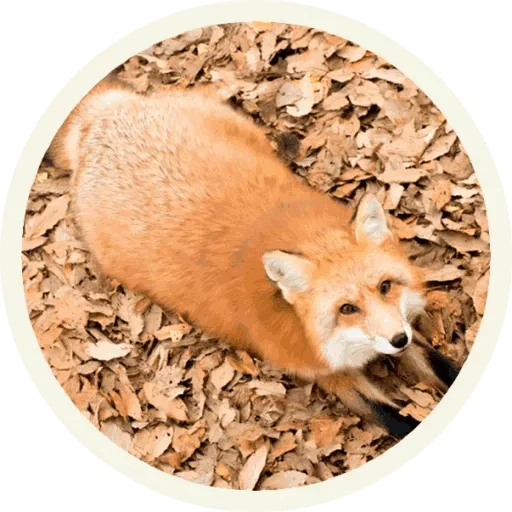 😙 Стикер «Foxx for Telegram» для Telegram