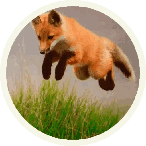 🥳 Стикер «Foxx for Telegram» для Telegram