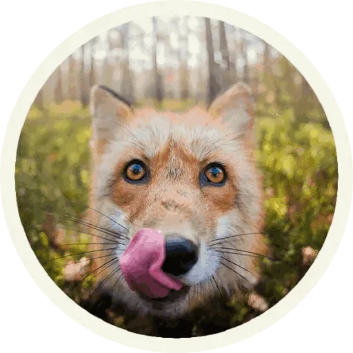 🤪 Стикер «Foxx for Telegram» для Telegram