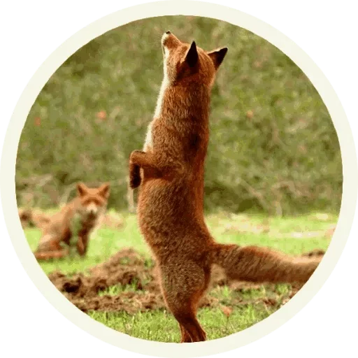 🤪 Стикер «Foxx for Telegram» для Telegram