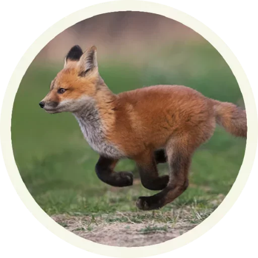 😚 Стикер «Foxx for Telegram» для Telegram