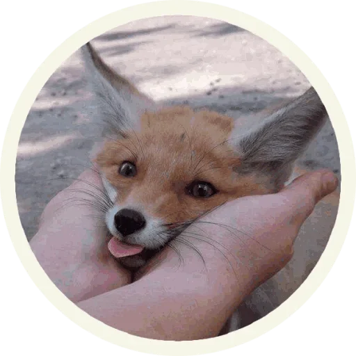 🤪 Стикер «Foxx for Telegram» для Telegram