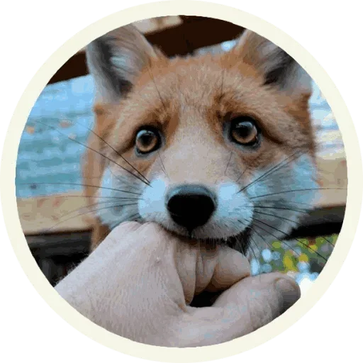 🥳 Стикер «Foxx for Telegram» для Telegram