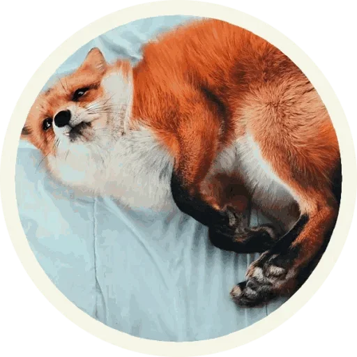 🤩 Стикер «Foxx for Telegram» для Telegram