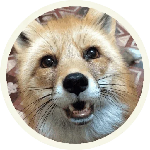 🤪 Стикер «Foxx for Telegram» для Telegram