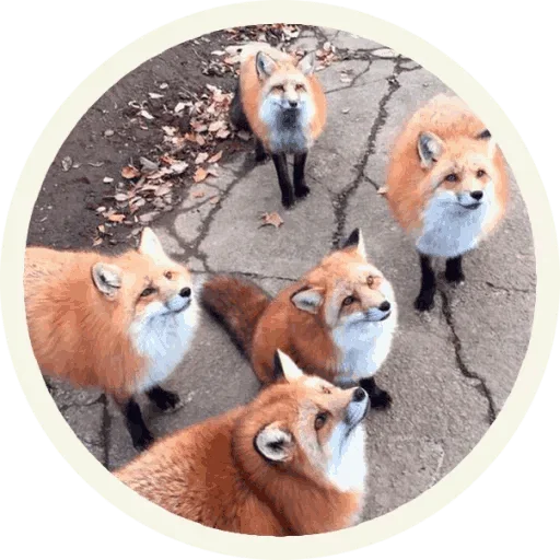 🥳 Стикер «Foxx for Telegram» для Telegram