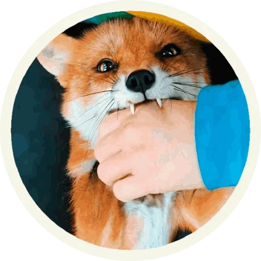 😜 Стикер «Foxx for Telegram» для Telegram