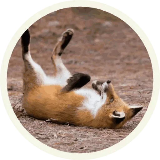 🥳 Стикер «Foxx for Telegram» для Telegram
