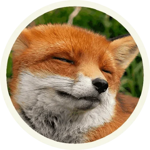 😚 Стикер «Foxx for Telegram» для Telegram