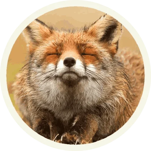 😚 Стикер «Foxx for Telegram» для Telegram