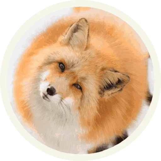 😙 Стикер «Foxx for Telegram» для Telegram