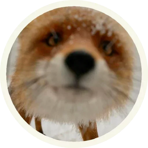 🤨 Стикер «Foxx for Telegram» для Telegram