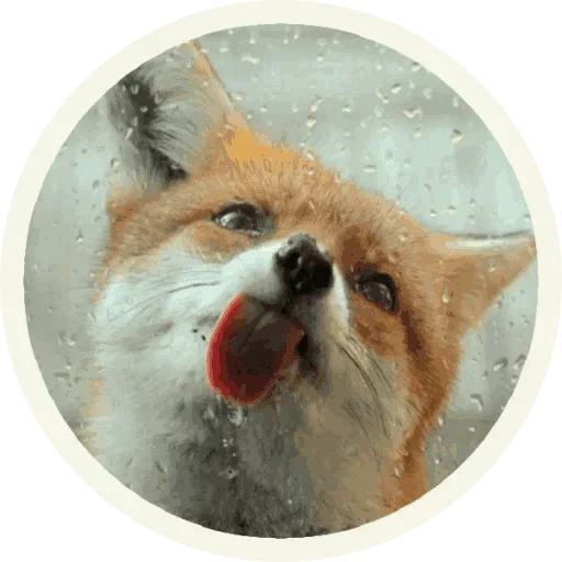😋 Стикер «Foxx for Telegram» для Telegram