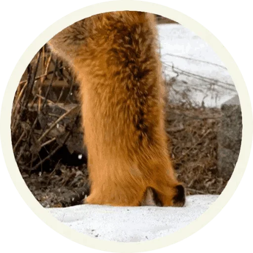 🤨 Стикер «Foxx for Telegram» для Telegram