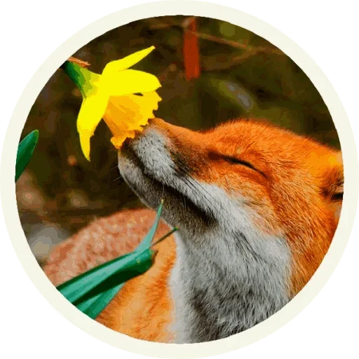 😙 Стикер «Foxx for Telegram» для Telegram
