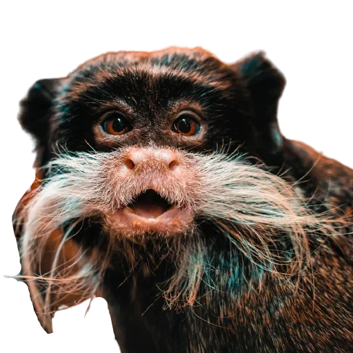 😁 Стикер «My freaky zoo» для Telegram