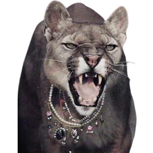 🤬 Стикер «My freaky zoo» для Telegram