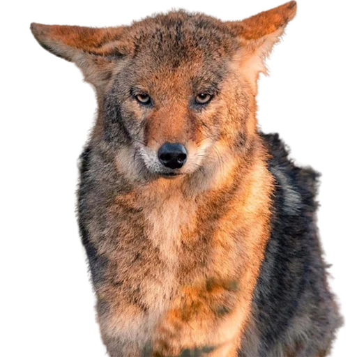 🤨 Стикер «My freaky zoo» для Telegram