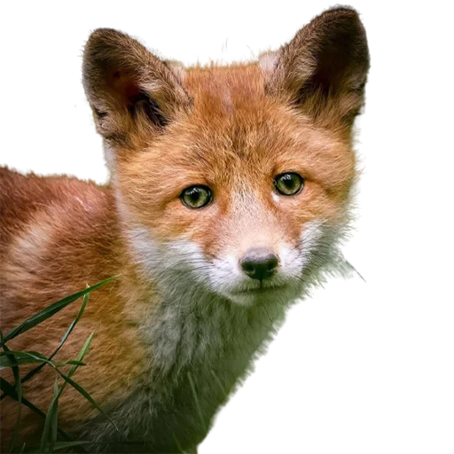 🥺 Стикер «My freaky zoo» для Telegram