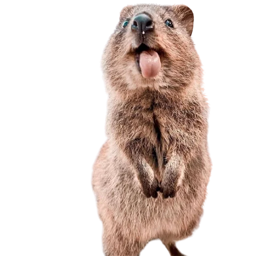 😜 Стикер «My freaky zoo» для Telegram