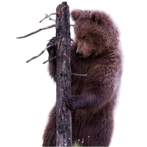 😳 Стикер «My freaky zoo» для Telegram