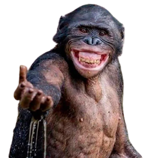 👋 Стикер «My freaky zoo» для Telegram