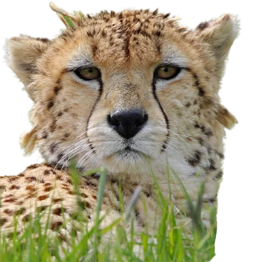 😑 Стикер «My freaky zoo» для Telegram