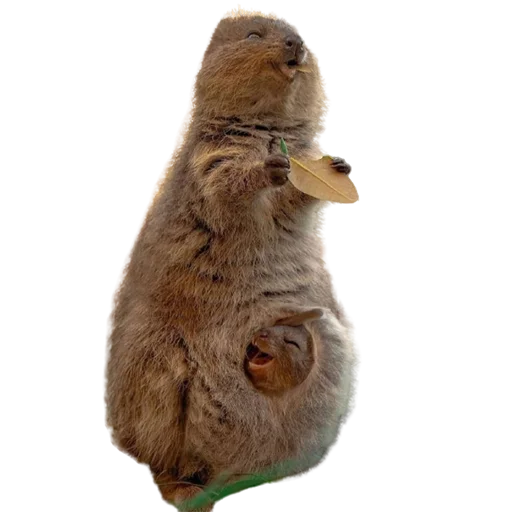 😋 Стикер «My freaky zoo» для Telegram