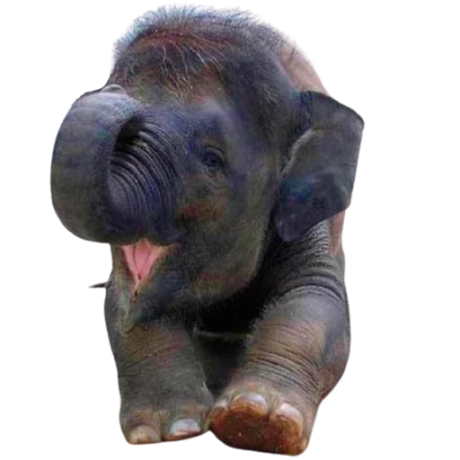 😃 Стикер «My freaky zoo» для Telegram