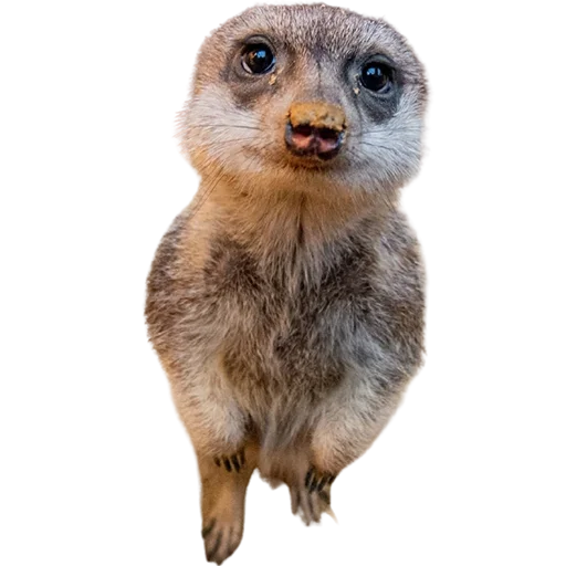 🤨 Стикер «My freaky zoo» для Telegram