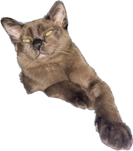 😼 Стикер «fredo» для Telegram