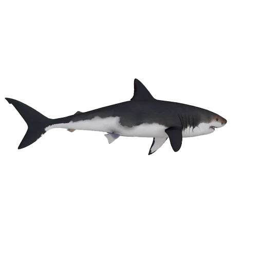 🦈 Стикер «Freedom» для Telegram
