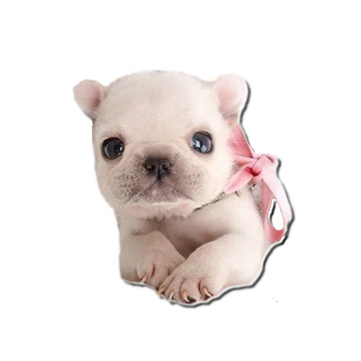 😇 Стикер «Frenchie» для Telegram