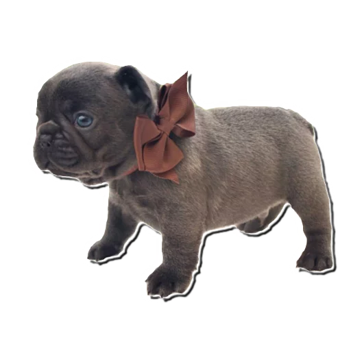🎁 Стикер «Frenchie» для Telegram