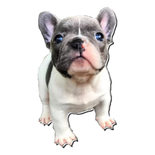 😟 Стикер «Frenchie» для Telegram