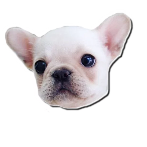 😯 Стикер «Frenchie» для Telegram