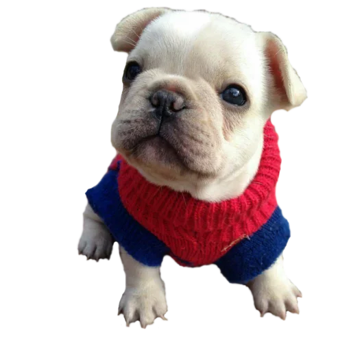🙁 Стикер «Frenchie» для Telegram