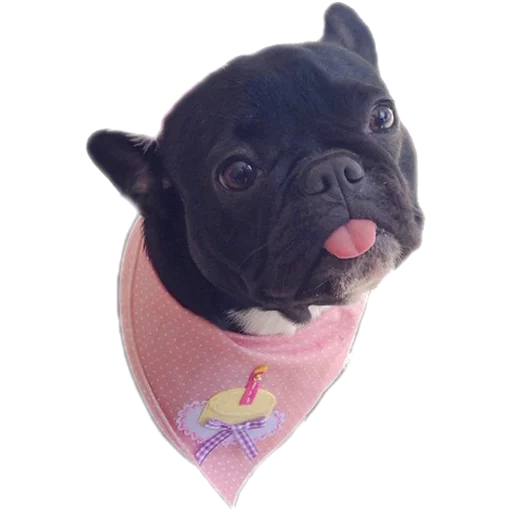 Стикерпак Frenchie для Telegram