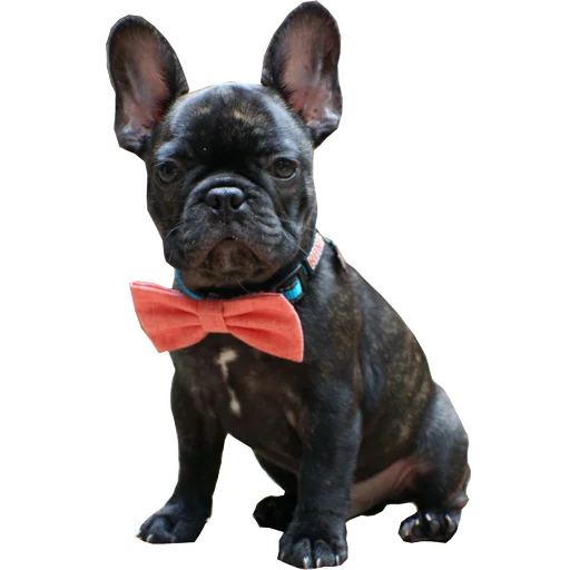 🎀 Стикер «Frenchie» для Telegram