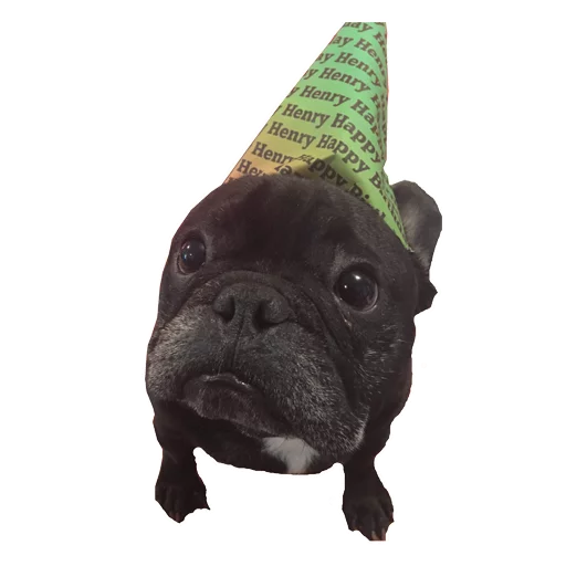 🎉 Стикер «Frenchie» для Telegram