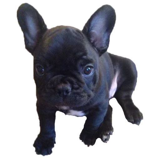 😊 Стикер «Frenchie» для Telegram